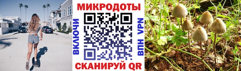 купить наркотик  Елизово  Галлюциногенные грибы Cubensis 